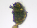 Savignia frontata